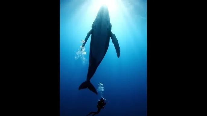一个人在线观看免费高清视频动漫 - 深蓝星球：探索海洋深处的未知世界